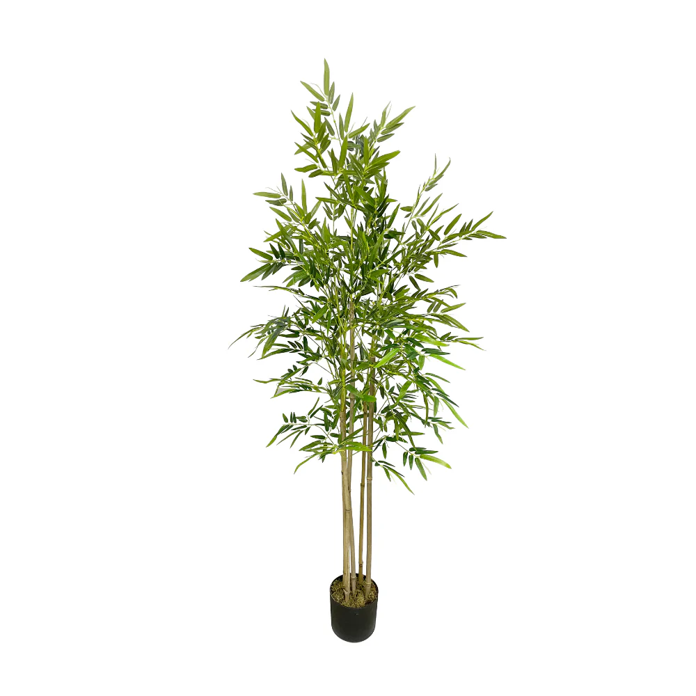 Bamboo JWS 3299.webp