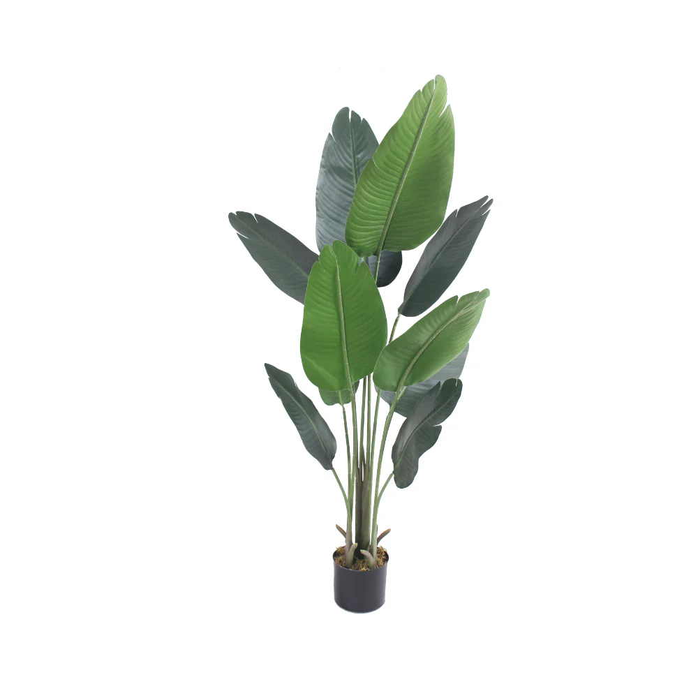Banana tree JWT 3017.webp
