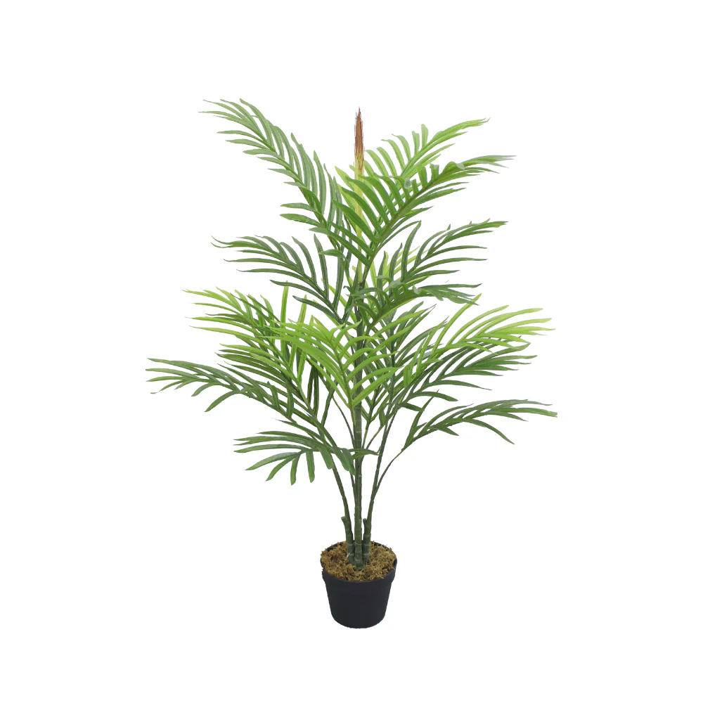 Palm JWS3136.webp